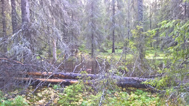 WP_20170911_14_47_34_Rich